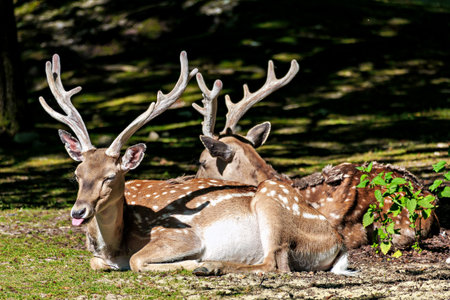 The fallow deer, Dama mesopotamica is a ruminant mammal belonging to the family Cervidae.の写真素材