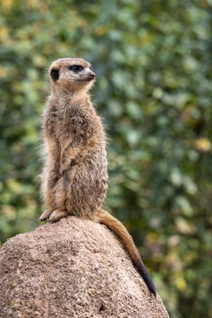 Meerkat, Suricata suricatta sitting on a stone and looking into the distance in order to spy on enemies and warn the herdの写真素材