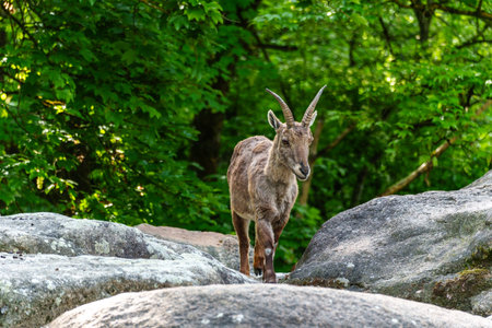 Alpine ibex, Capra ibex also known as the steinbock or bouquetin, is a species of wild goat that...
