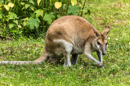 The agile wallaby, Macropus agilis also known as the sandy wallaby is a species of wallaby found in northern Australia and New Guinea.の写真素材