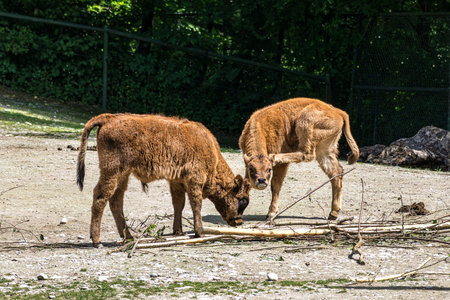 Young baby Heck cattle, Bos primigenius taurus, claimed to resemble the extinct aurochs. Domestic...