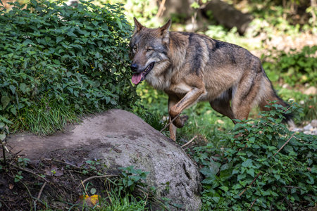 The wolf, Canis lupus, also known as the grey wolf or timber wolf is a canine native to the...