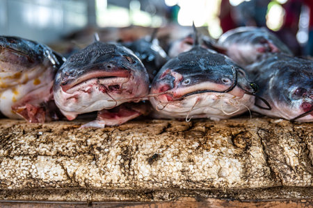 Fish and food market, Mercado Municipal at Soure in the Marajo Island at Para, Brazil. This is a Brazilian coastal island located in the state of Para, in the Marajo archipelago.の写真素材