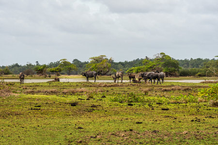 Water Buffalos at a rural property called Fazenda at Soure in Marajo Island in Brazil.の写真素材