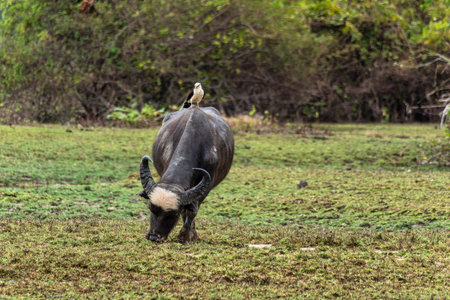 Water Buffalo with a bird on its back at a rural property called Fazenda at Soure in Marajo Island in Brazil.の写真素材