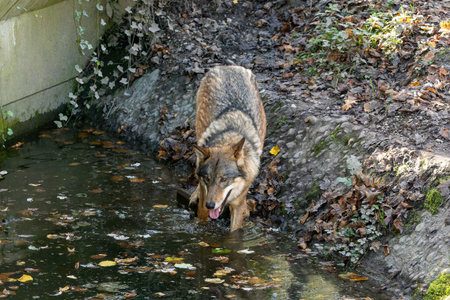 The wolf, Canis lupus, also known as the grey wolf or timber wolf is a canine native to the...