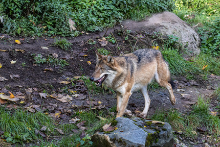 The wolf, Canis lupus, also known as the grey wolf or timber wolf is a canine native to the...