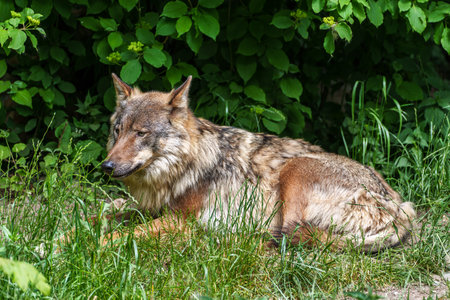 The wolf, Canis lupus, also known as the grey wolf or timber wolf is a canine native to the...