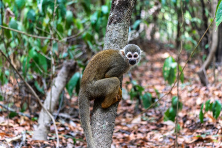 Guianan squirrel monkey, Saimiri sciureus at the sloth path on the Jari Canal at Alter do Chao,...