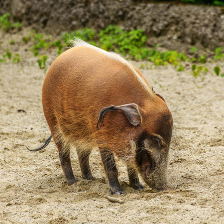 Red river hog, Potamochoerus porcus, also known as the bush pig. This pig has an acute sense of...