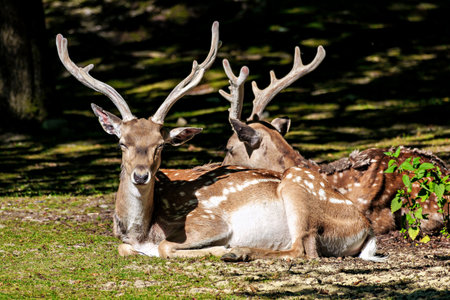 The fallow deer, Dama mesopotamica is a ruminant mammal belonging to the family Cervidae.