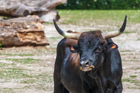 Heck cattle, Bos primigenius taurus, claimed to resemble the extinct aurochs. Domestic highland...