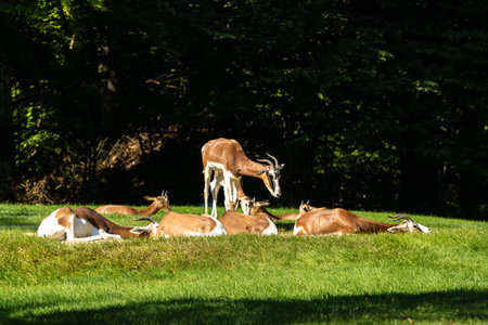 Dama gazelle, Gazella dama mhorr or mhorr gazelle is a species of gazelle. lives in Africa in the Sahara desert and the Sahel and browses on desert shrubs and acaciaの写真素材