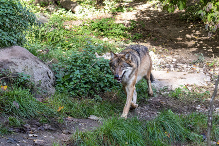 The wolf, Canis lupus, also known as the grey wolf or timber wolf is a canine native to the...