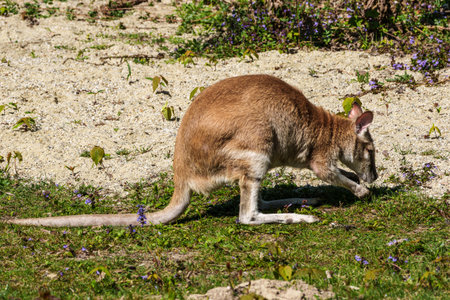 The agile wallaby, Macropus agilis also known as the sandy wallaby is a species of wallaby found in northern Australia and New Guinea.の写真素材