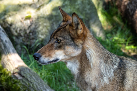 The wolf, Canis lupus, also known as the grey wolf or timber wolf is a canine native to the...
