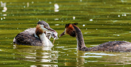 An adult bird feeds its young chick.