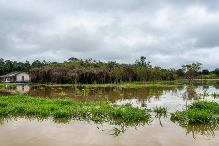 River boat trip at Parana do Mamori in the Amazon rainforest about 100 km south of Manaus, Amazonas...