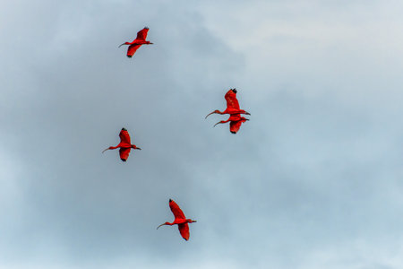 Large red scarlet ibis flying back home to their sleeping place, Revoada dos guaras, which means the flight of the guaras, a phenomenon that occurs daily on the Delta of the Parnaiba River in Brazilの写真素材