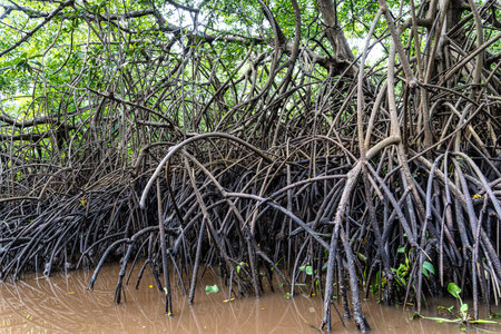 Boat trip on the Igarape do Urubu River, Delta das Americas, Ilha das Canarias, Brazil. Amazon...