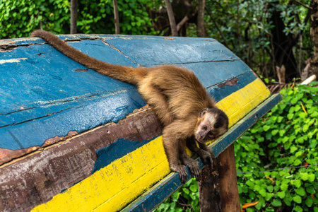 Little monkeys at the broom village in Vassouras, Barreirinhas, Maranhao in Brazilの写真素材