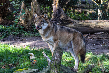 The wolf, Canis lupus, also known as the grey wolf or timber wolf is a canine native to the wilderness and remote areas of Eurasia and North America.の写真素材