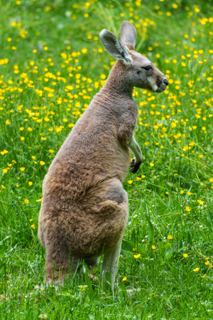 The red kangaroo, Macropus rufus is the largest of all kangaroos, the largest terrestrial mammal native to Australia, and the largest extant marsupial.の写真素材