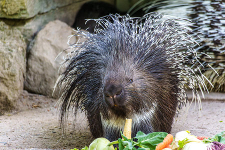 The Indian crested Porcupine, Hystrix indica or Indian porcupine, is a large species of hystricomorph rodent belonging to the Old World porcupine family, Hystricidaeの写真素材