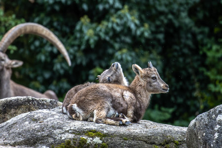 Young baby mountain ibex on a rock - capra ibex in a parkの写真素材