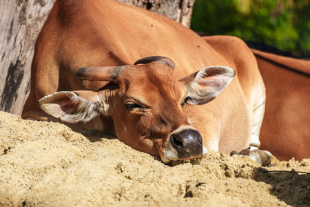 Banteng, Bos javanicus or . It is a type of wild cattle But there are key characteristics that are different from cattle and bison: a white band bottom in both males and females.の写真素材