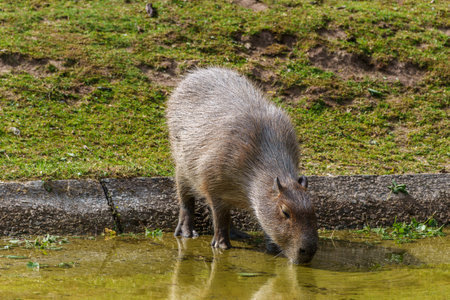 The capybara, Hydrochoerus hydrochaeris is a mammal native to South America. It is the largest...