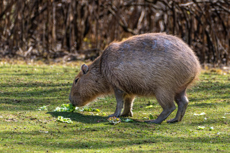 The capybara, Hydrochoerus hydrochaeris is a mammal native to South America. It is the largest living rodent in the world.の写真素材