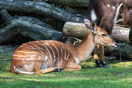 The nyala, Tragelaphus angasii is a spiral-horned antelope native to Southern Africa. It is a species of the family Bovidae and genus Nyala, also considered to be in the genus Tragelaphus.の写真素材