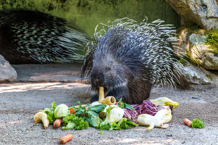 The Indian crested Porcupine, Hystrix indica or Indian porcupine, is a large species of hystricomorph rodent belonging to the Old World porcupine family, Hystricidaeの写真素材