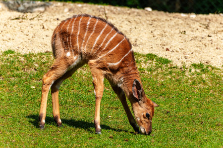 A young baby nyala. Tragelaphus angasii is a spiral-horned antelope native to Southern Africa. It is a species of the family Bovidae and genus Nyala, also considered to be in the genus Tragelaphus.の写真素材