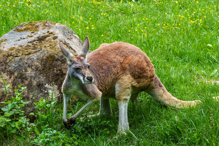 The red kangaroo, Macropus rufus is the largest of all kangaroos, the largest terrestrial mammal native to Australia, and the largest extant marsupial.の写真素材