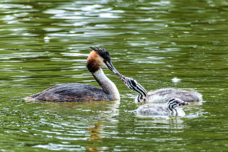 Family of Great Crested Grebe, Podiceps cristatus, a water bird. It is the largest member of the grebe family found in the Old World.の写真素材