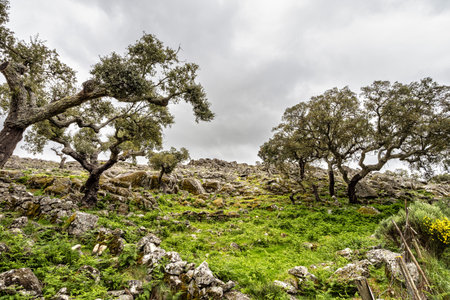 Hiking a walking route at Portalegre in Portugal. Percurso Pedestre de Galegosの写真素材