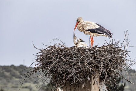 The fascinating White Storks, Ciconia ciconia at Odiaxere in the Algarve region, District Faro in Portugal.の写真素材