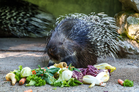 The Indian crested Porcupine, Hystrix indica or Indian porcupine, is a large species of hystricomorph rodent belonging to the Old World porcupine family, Hystricidaeの写真素材