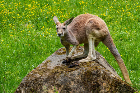 The red kangaroo, Macropus rufus is the largest of all kangaroos, the largest terrestrial mammal native to Australia, and the largest extant marsupial.の写真素材
