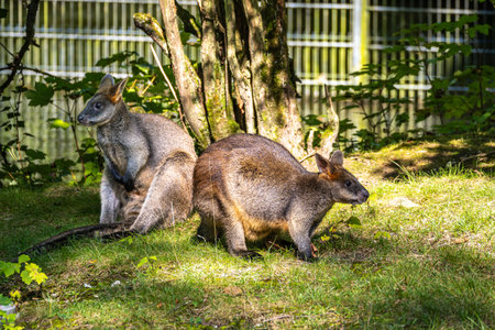 Swamp Wallaby, Wallabia bicolor, is one of the smaller kangaroos. This wallaby is also commonly known as the black wallabyの写真素材