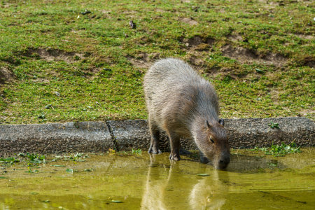 The capybara, Hydrochoerus hydrochaeris is a mammal native to South America. It is the largest...