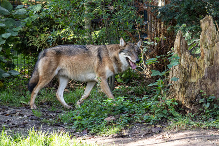 The wolf, Canis lupus, also known as the grey wolf or timber wolf is a canine native to the...