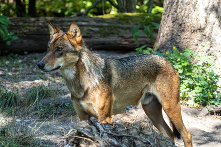 The wolf, Canis lupus, also known as the grey wolf or timber wolf is a canine native to the...