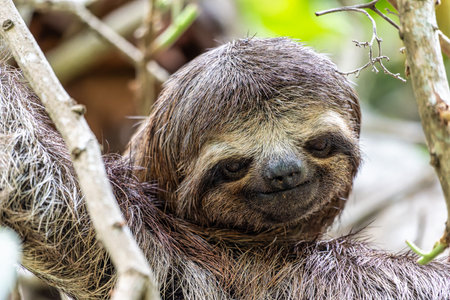 Brown-throated sloth - Bradypus variegatus at the sloth path on the Jari Canal at Alter do Chao,...