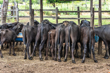 Water Buffalos at Soure on Marajo Island in Northern Brazilの写真素材