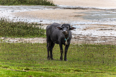 Water Buffalos at a rural property called Fazenda at Soure in Marajo Island in Brazil.