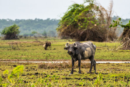Water Buffalos at a rural property called Fazenda at Soure in Marajo Island in Brazil.の写真素材