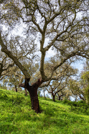 Walking through the Cork Oak forest at Hortas de Baixo near Arronches, Alentejo, Portugal.の写真素材
